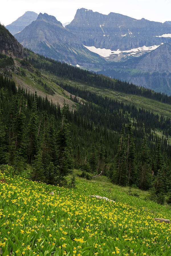 glacier lilies (Erythronium grandiflorum) [Highline Trail, Glacier National Park, Flathead County, Montana]