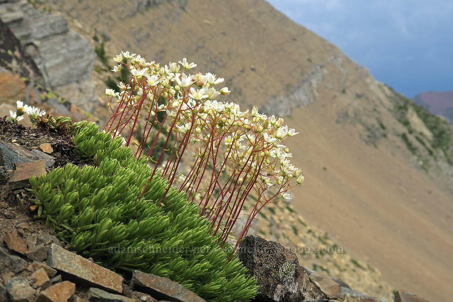 spotted saxifrage (Saxifraga bronchialis ssp. austromontana (Saxifraga austromontana)) [Garden Wall Trail, Glacier National Park, Glacier County, Montana]