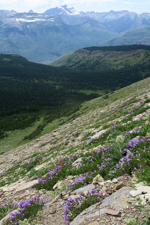 wildflowers [Garden Wall Trail, Glacier National Park, Flathead County, Montana]