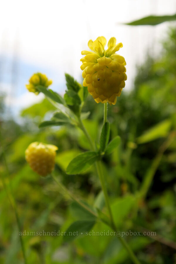 hop clover (Trifolium campestre) [Granite Park Trail, Glacier National Park, Flathead County, Montana]