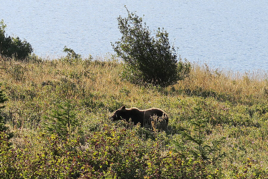 grizzly bear (Ursus arctos horribilis) [Going-to-the-Sun Road, Glacier National Park, Glacier County, Montana]