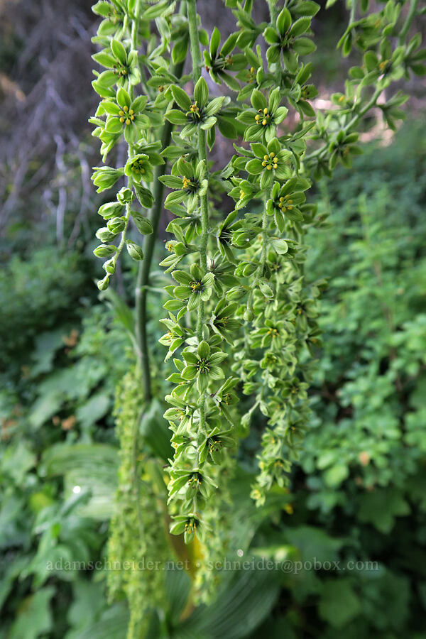 corn lily (Veratrum viride var. eschscholzianum (Veratrum eschscholtzianum)) [Swiftcurrent Nature Trail, Glacier National Park, Glacier County, Montana]