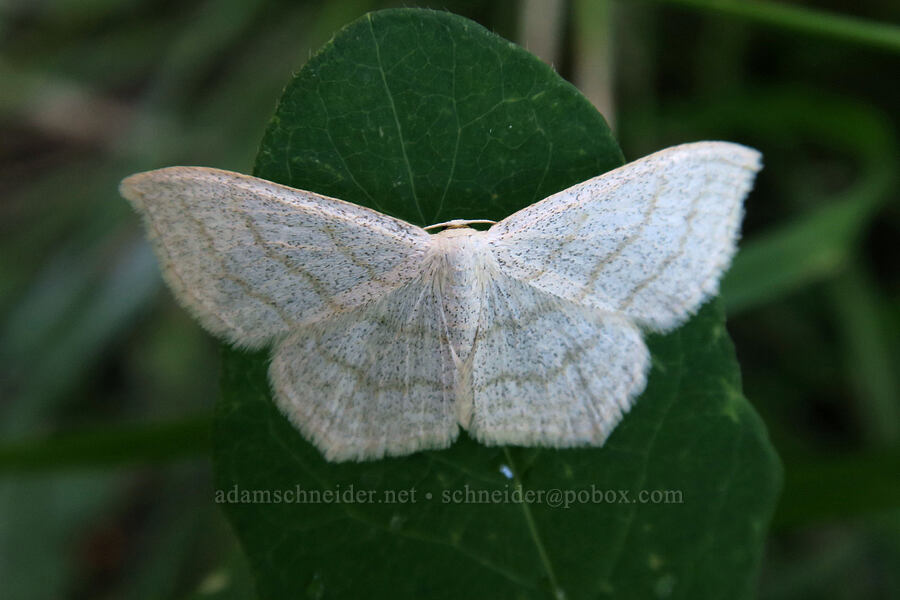 simple wave moth (Scopula junctaria) [Lake Josephine south dock, Glacier National Park, Glacier County, Montana]
