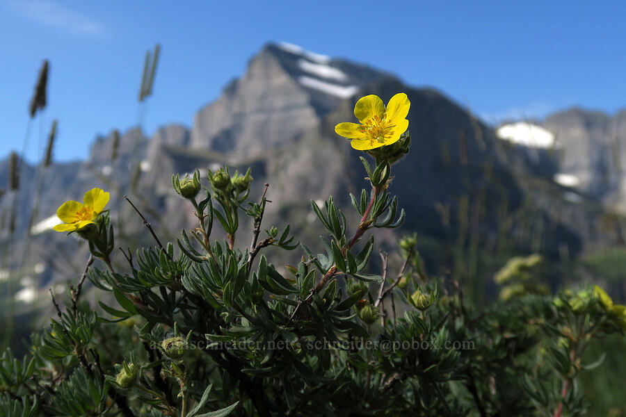 shrubby cinquefoil (Dasiphora fruticosa (Potentilla fruticosa)) [Grinnell Glacier Trail, Glacier National Park, Glacier County, Montana]