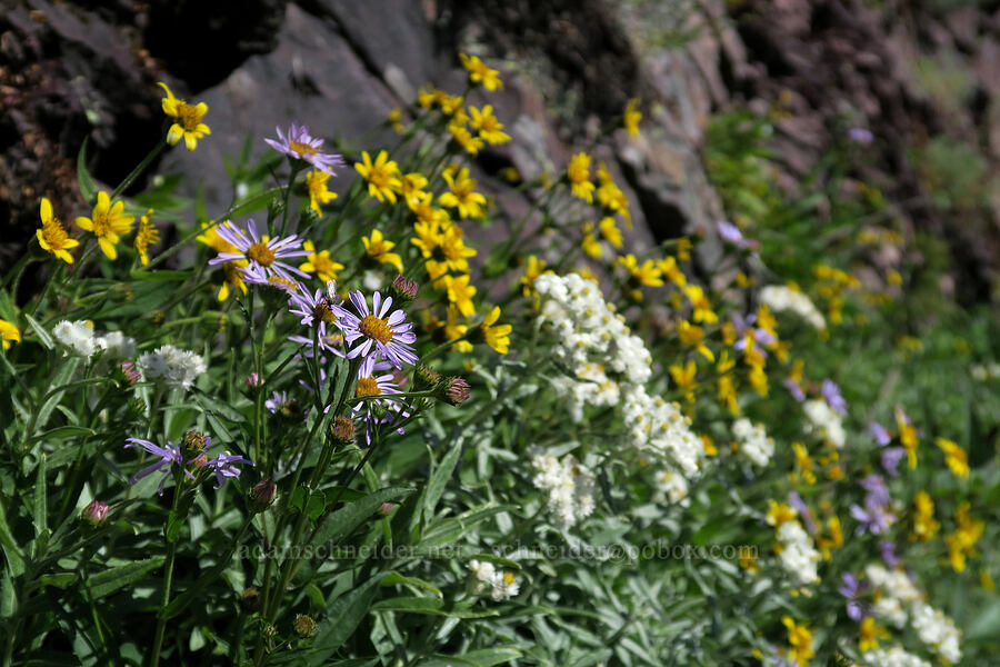 asters, pearly everlasting, & arnica (Symphyotrichum foliaceum, Anaphalis margaritacea, Arnica sp.) [Grinnell Glacier Trail, Glacier National Park, Glacier County, Montana]