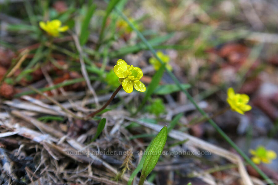 creeping spearwort (buttercup) (Ranunculus flammula) [Swiftcurrent Nature Trail, Glacier National Park, Glacier County, Montana]