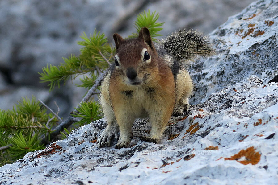 golden-mantled ground squirrel (Callospermophilus lateralis (Spermophilus lateralis)) [Bear's Hump Trail, Waterton Lakes National Park, Alberta, Canada]