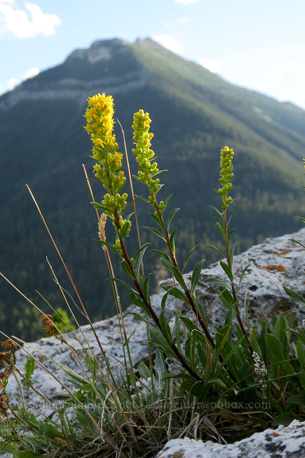 sticky goldenrod (Solidago simplex) [Bear's Hump Trail, Waterton Lakes National Park, Alberta, Canada]