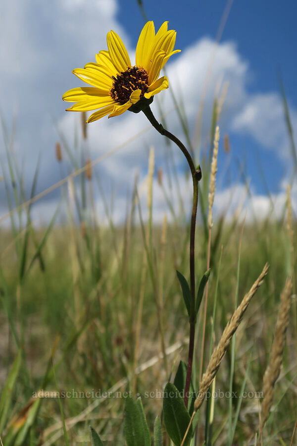 stiff sunflower (Helianthus pauciflorus) [Bison Paddock, Waterton Lakes National Park, Alberta, Canada]