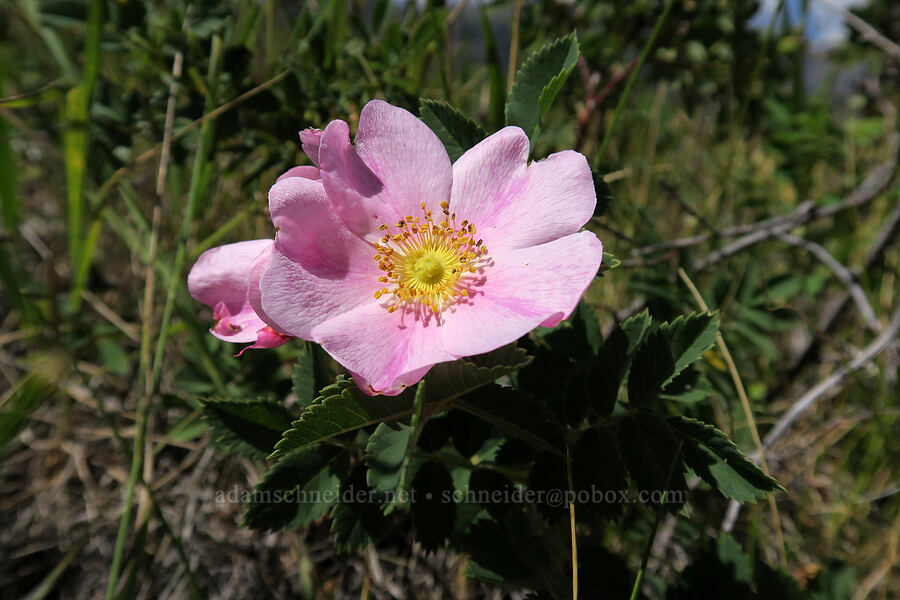 wild rose (Rosa sp.) [Bison Paddock, Waterton Lakes National Park, Alberta, Canada]