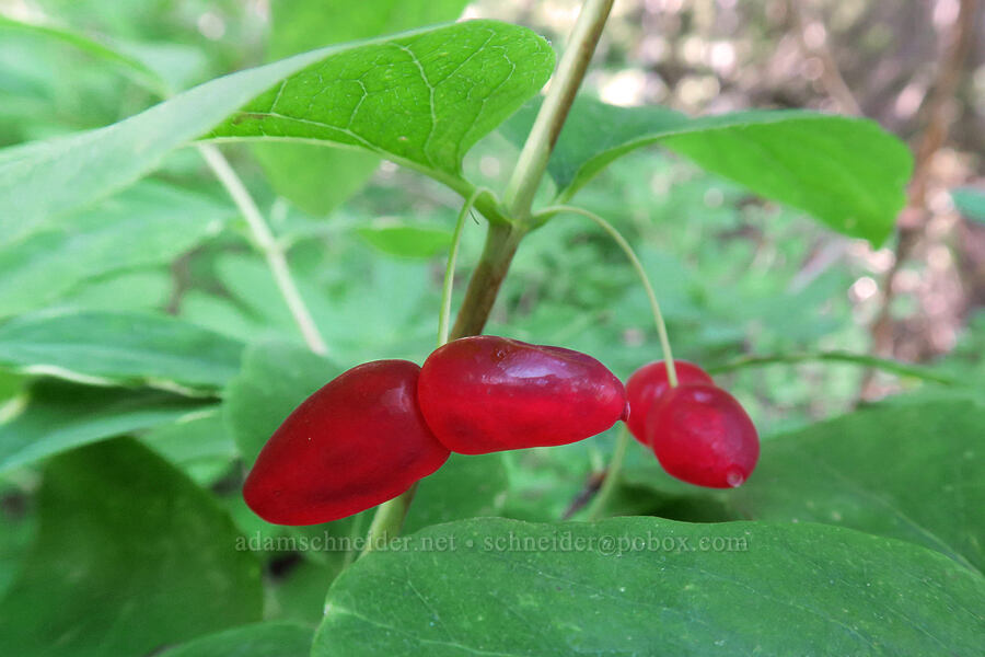 red twin-berry (Utah honeysuckle) (Lonicera utahensis) [Twin Falls Trail, Glacier National Park, Glacier County, Montana]