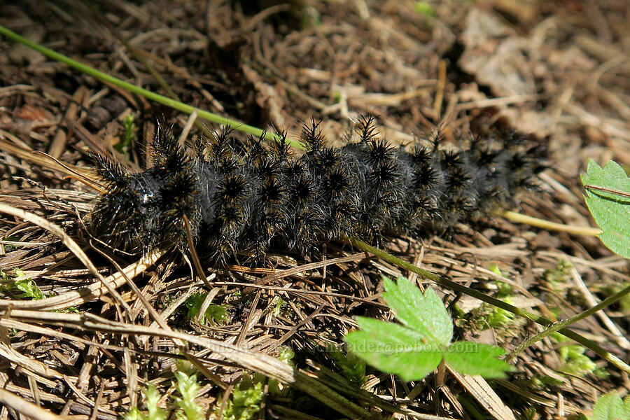 black-and-brown caterpillar [Stanton Lake Trail, Great Bear Wilderness, Flathead County, Montana]