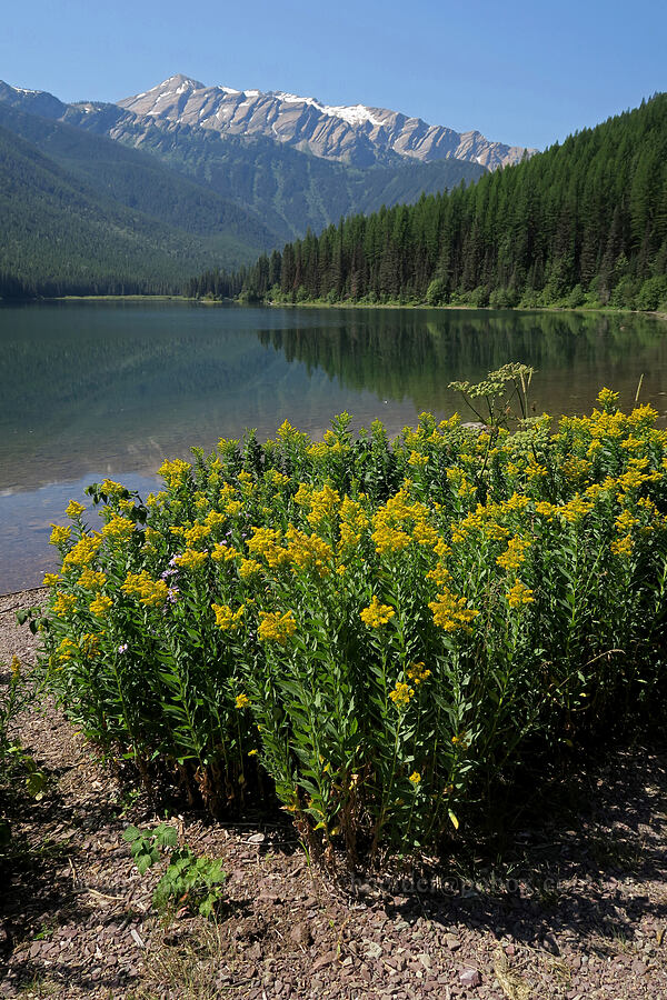 goldenrod & Great Northern Mountain (Solidago sp.) [Stanton Lake Trail, Great Bear Wilderness, Flathead County, Montana]