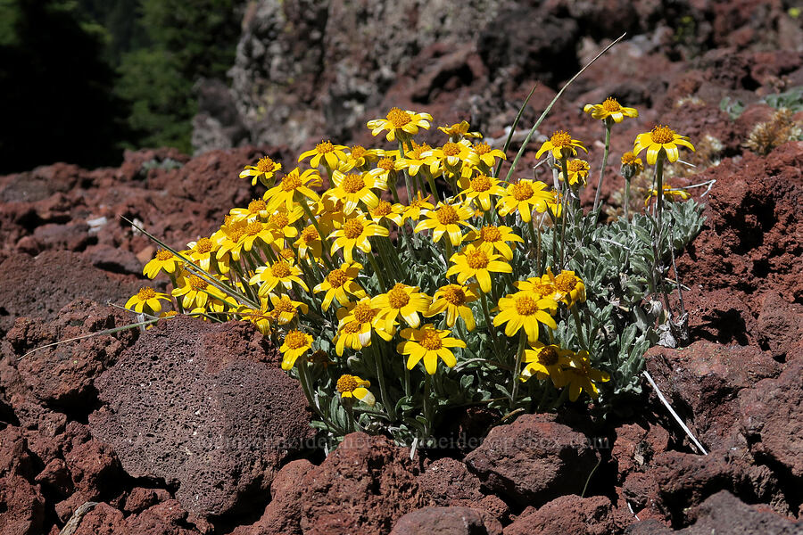 Oregon sunshine in volcanic cinders (Eriophyllum lanatum) [Lookout Mountain Trail, Badger Creek Wilderness, Hood River County, Oregon]