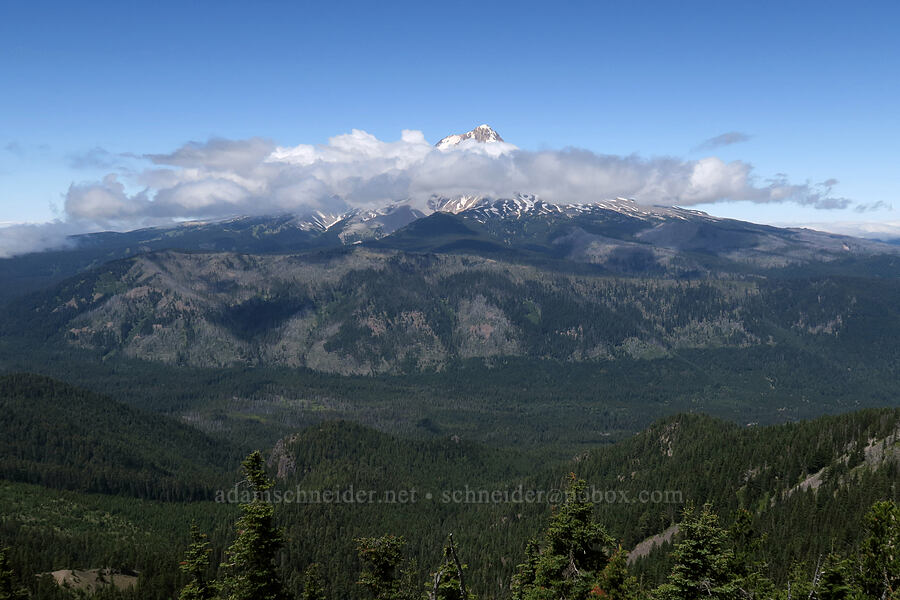 Mount Hood & low clouds [Lookout Mountain Trail, Badger Creek Wilderness, Hood River County, Oregon]