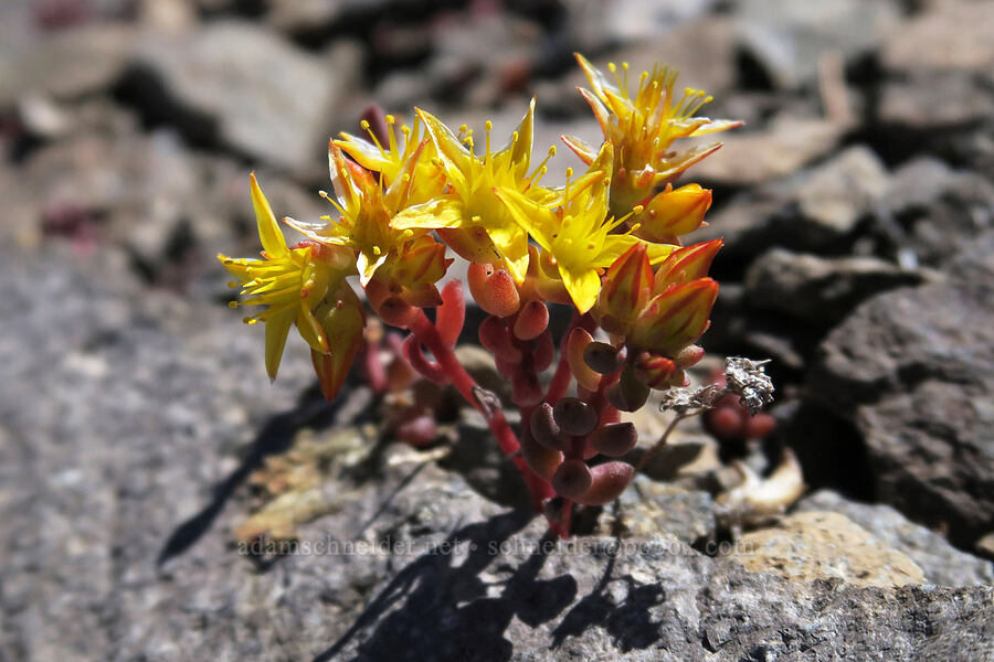 lance-leaf stonecrop (Sedum lanceolatum) [Lookout Mountain Trail, Badger Creek Wilderness, Hood River County, Oregon]