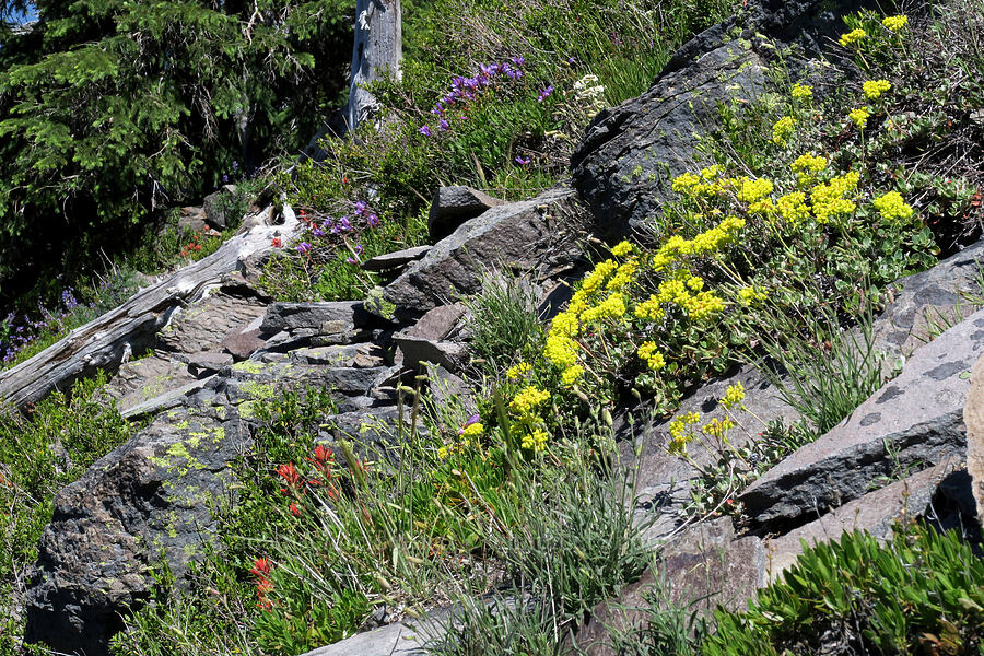 wildflowers (Eriogonum umbellatum, Penstemon fruticosus, Castilleja sp.) [Lookout Mountain Trail, Badger Creek Wilderness, Hood River County, Oregon]