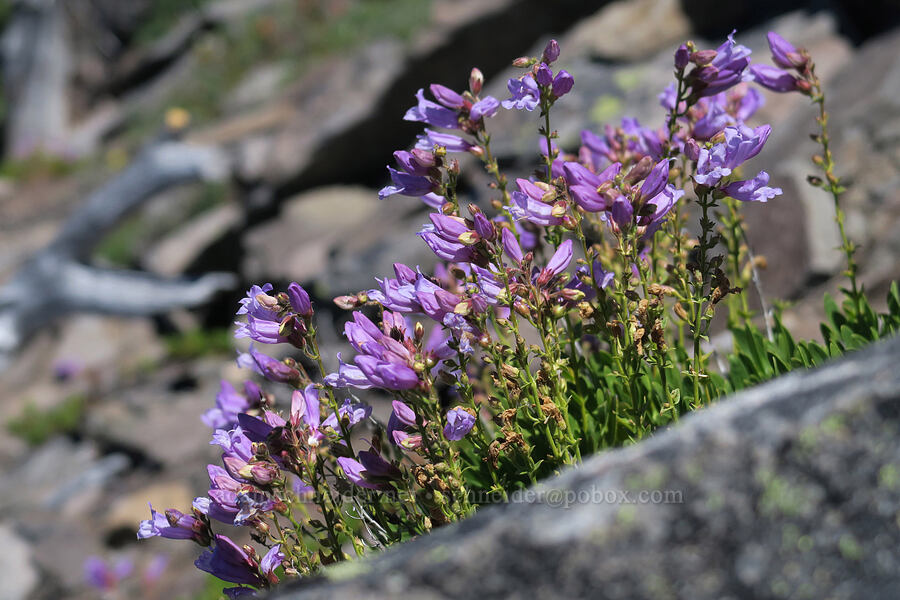 shrubby penstemon (Penstemon fruticosus) [Lookout Mountain Trail, Badger Creek Wilderness, Hood River County, Oregon]