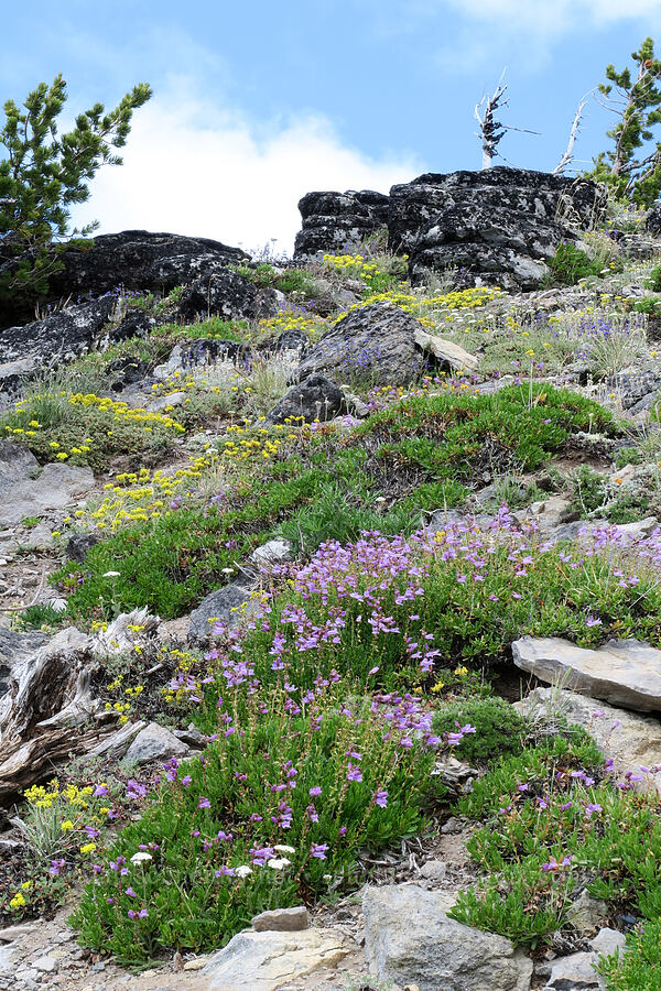 penstemon & sulphur flower (Penstemon fruticosus, Eriogonum umbellatum) [Lookout Mountain Trail, Badger Creek Wilderness, Hood River County, Oregon]