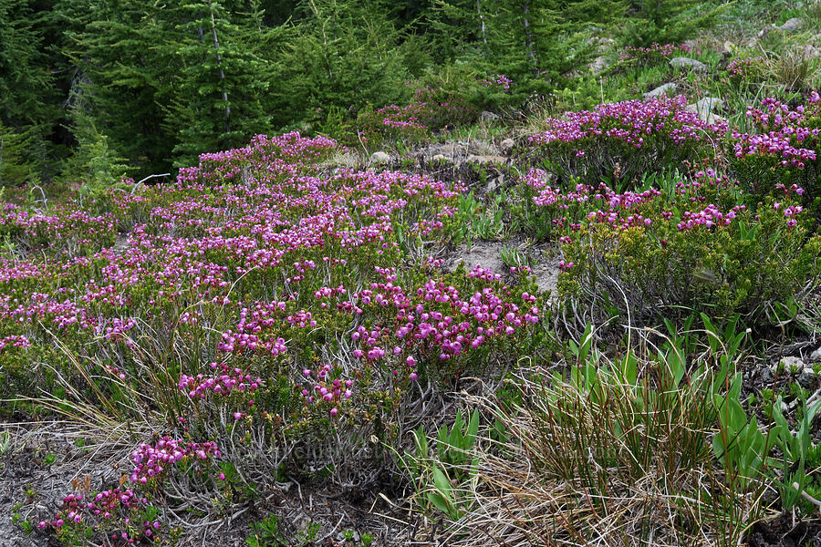 pink mountain heather (Phyllodoce empetriformis) [Lookout Mountain Trail, Badger Creek Wilderness, Hood River County, Oregon]