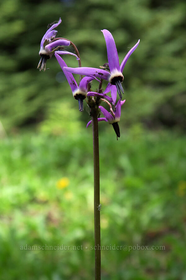 tall mountain shooting star (Dodecatheon jeffreyi (Primula jeffreyi)) [Lookout Mountain Trail, Badger Creek Wilderness, Hood River County, Oregon]