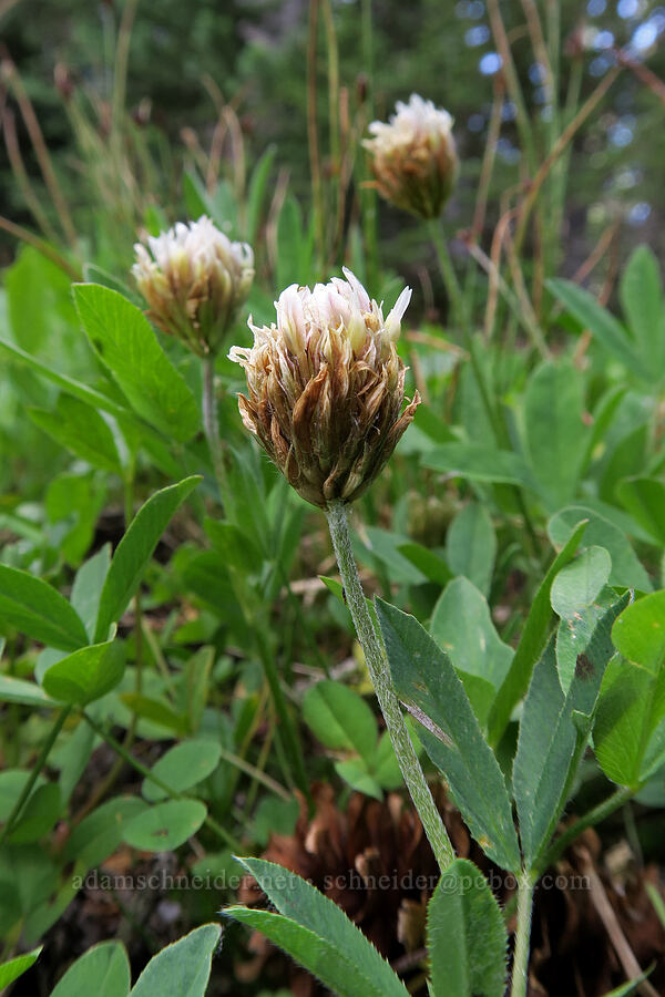 long-stalked clover (Trifolium longipes) [Lookout Mountain Trail, Badger Creek Wilderness, Hood River County, Oregon]