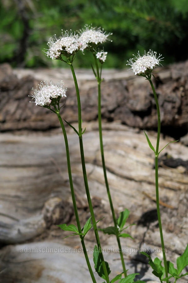 Sitka valerian (Valeriana sitchensis) [Lookout Mountain Trail, Badger Creek Wilderness, Hood River County, Oregon]