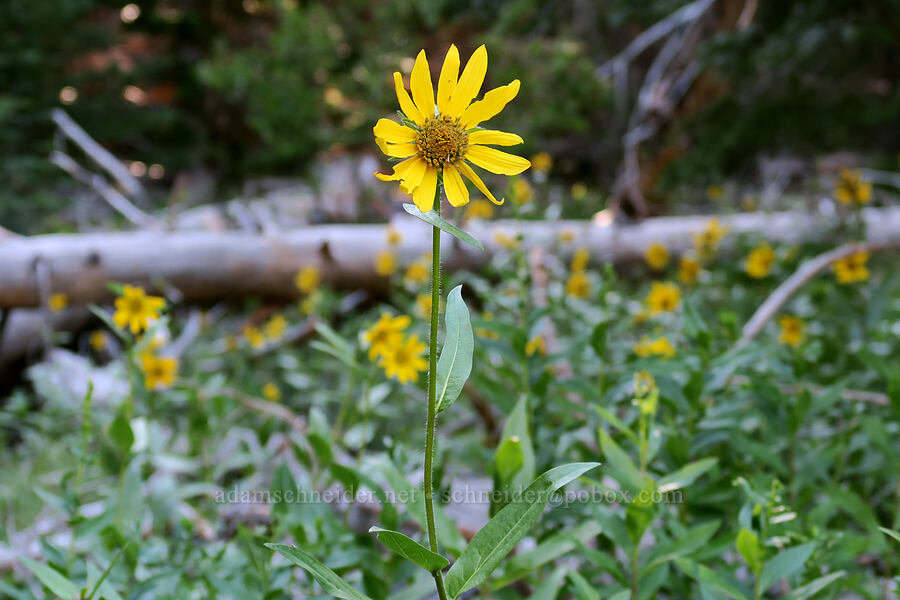false sunflower (Helianthella uniflora var. douglasii) [Bulo Point, Mt. Hood National Forest, Wasco County, Oregon]