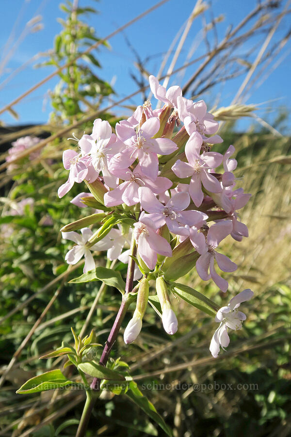 soapweed/soapwort (Saponaria officinalis) [Horsethief Butte Trail, Columbia Hills State Park, Klickitat County, Washington]