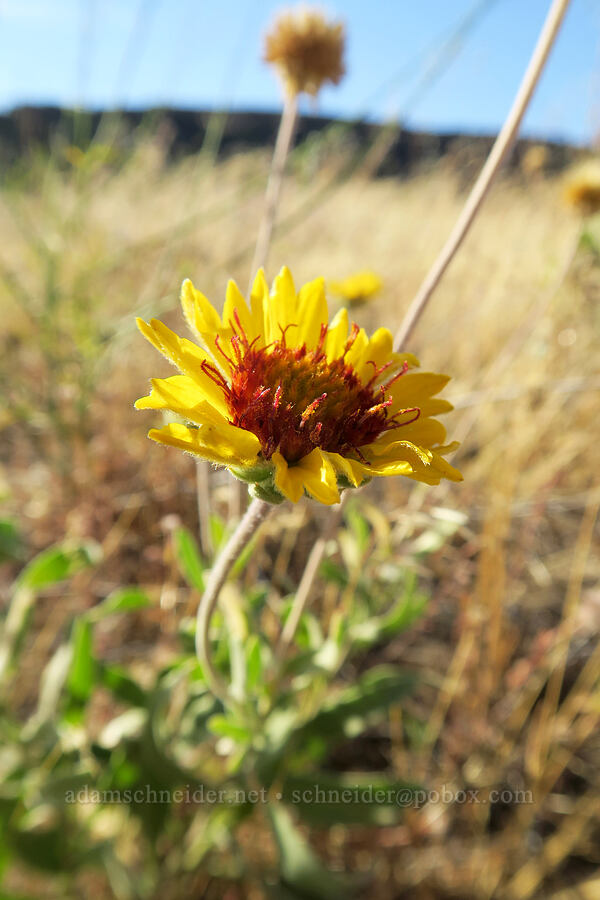 blanketflower (Gaillardia aristata) [Horsethief Butte Trail, Columbia Hills State Park, Klickitat County, Washington]