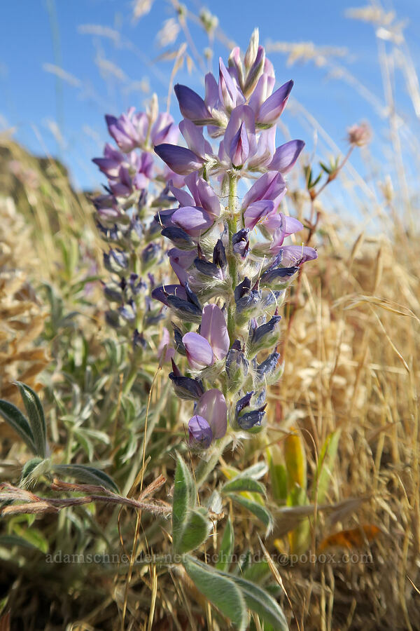 lupines (Lupinus sp.) [Horsethief Butte Trail, Columbia Hills State Park, Klickitat County, Washington]