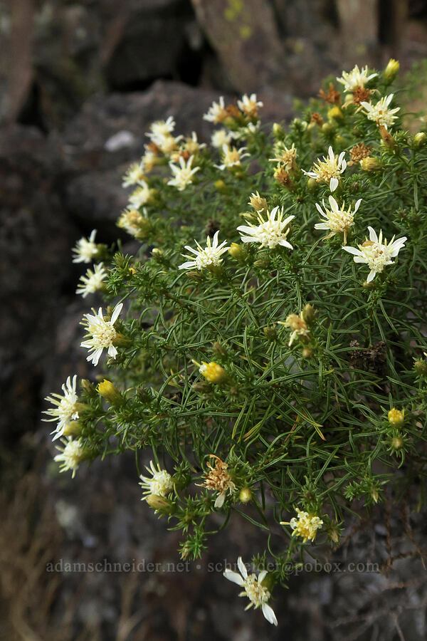 Columbia goldenweed/goldenbush (Ericameria resinosa (Haplopappus resinosus)) [Horsethief Butte, Columbia Hills State Park, Klickitat County, Washington]