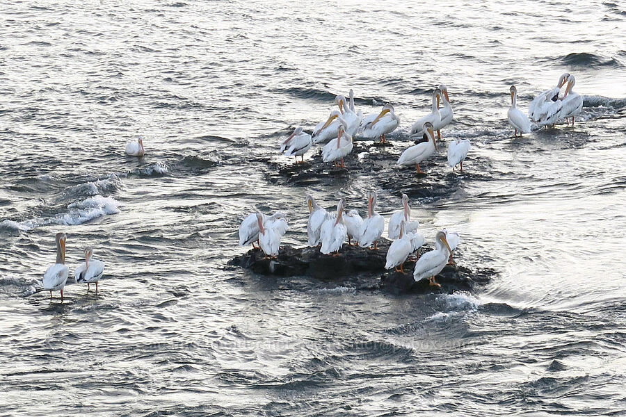 American white pelicans (Pelecanus erythrorhynchos) [The Dalles Bridge, The Dalles, Wasco County, Oregon]