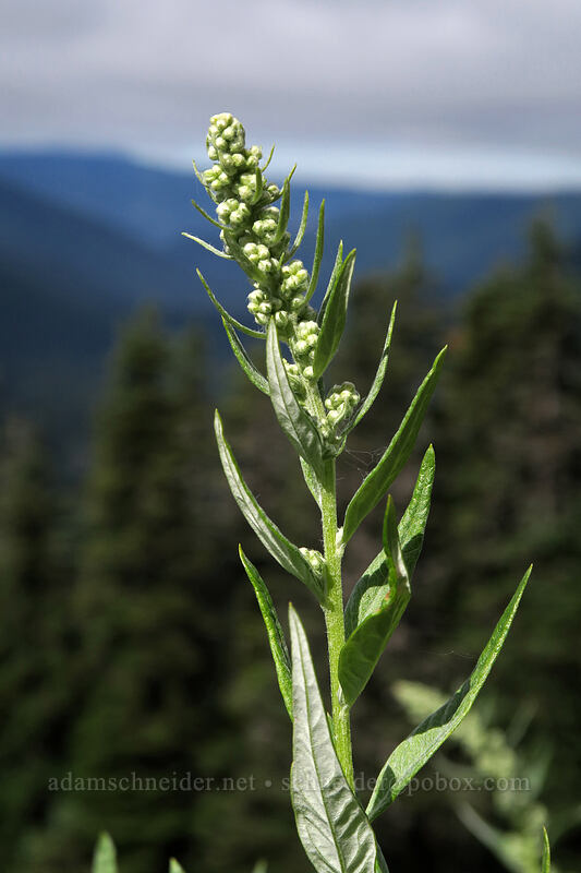 Douglas' sagewort (Artemisia douglasiana) [Bald Mountain, Mt. Hood Wilderness, Clackamas County, Oregon]