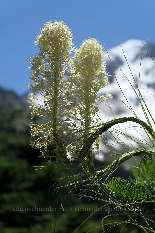 kinky beargrass (Xerophyllum tenax) [Timberline Trail, Mt. Hood Wilderness, Clackamas County, Oregon]
