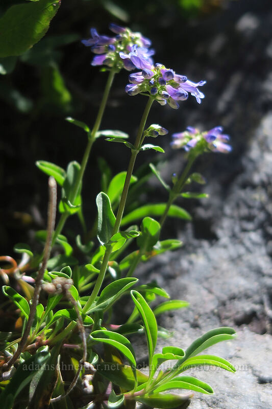 small-flowered penstemon (Penstemon procerus) [McNeil Point scramble trail, Mt. Hood Wilderness, Clackamas County, Oregon]