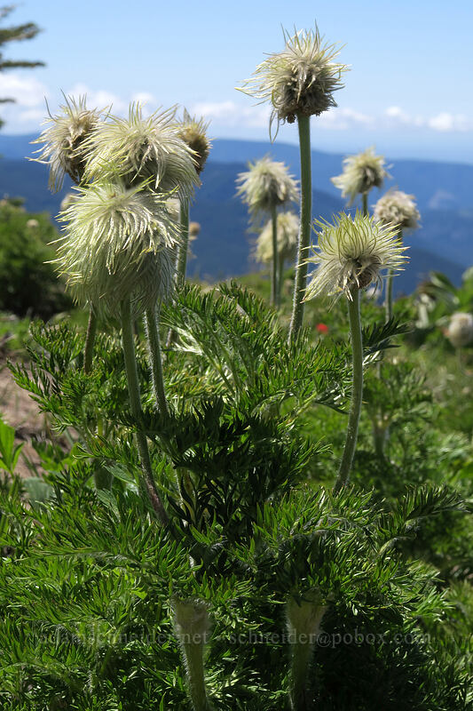 western pasqueflower (Anemone occidentalis (Pulsatilla occidentalis)) [McNeil Point, Mt. Hood Wilderness, Clackamas County, Oregon]
