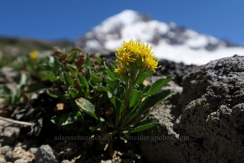 alpine goldenrod (Solidago simplex) [McNeil Point, Mt. Hood Wilderness, Clackamas County, Oregon]