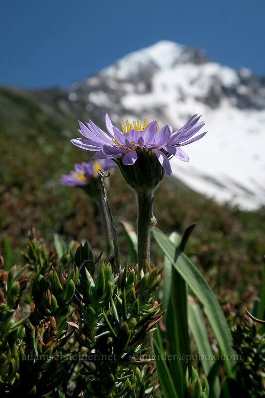 alpine aster (Oreostemma alpigenum var. alpigenum (Aster alpigenus)) [McNeil Point, Mt. Hood Wilderness, Clackamas County, Oregon]