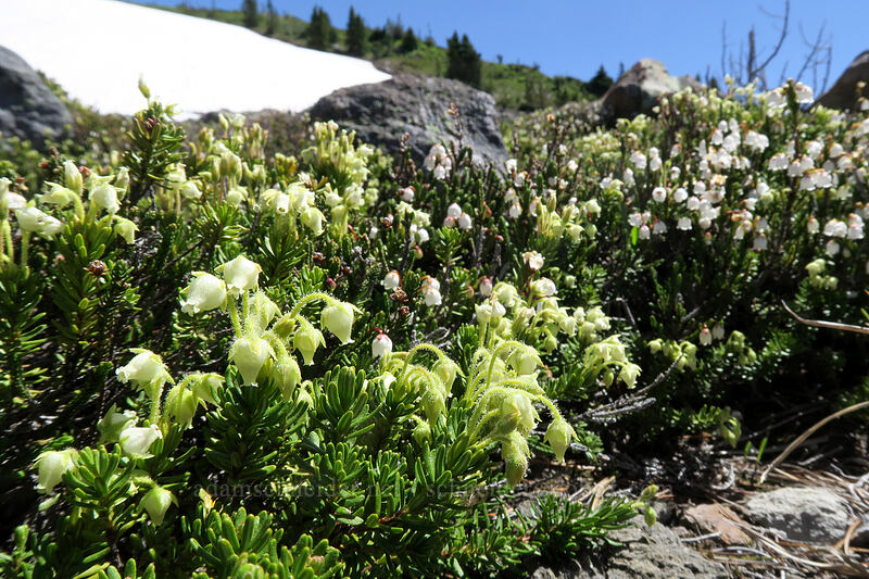 yellow & white mountain heather (Phyllodoce glanduliflora, Cassiope mertensiana) [McNeil Point, Mt. Hood Wilderness, Hood River County, Oregon]