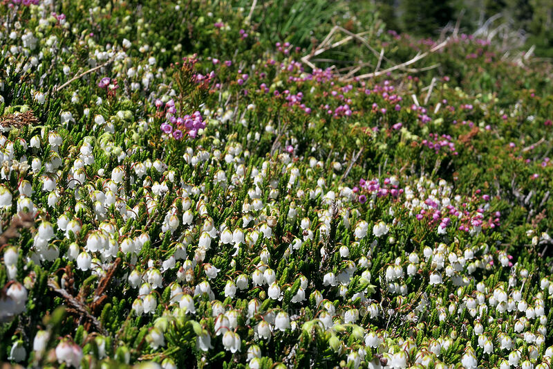 white & pink mountain heather (Cassiope mertensiana, Phyllodoce empetriformis) [McNeil Point, Mt. Hood Wilderness, Hood River County, Oregon]