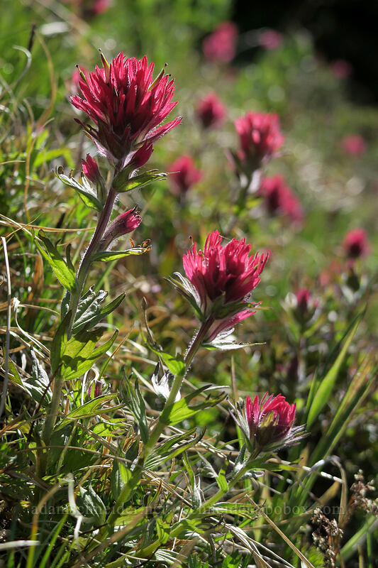 magenta paintbrush (Castilleja parviflora var. oreopola) [McNeil Point Trail, Mt. Hood Wilderness, Hood River County, Oregon]
