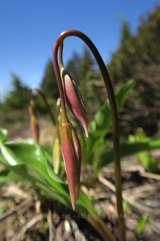 avalanche lilies, budding (Erythronium montanum) [McNeil Point Trail, Mt. Hood Wilderness, Hood River County, Oregon]