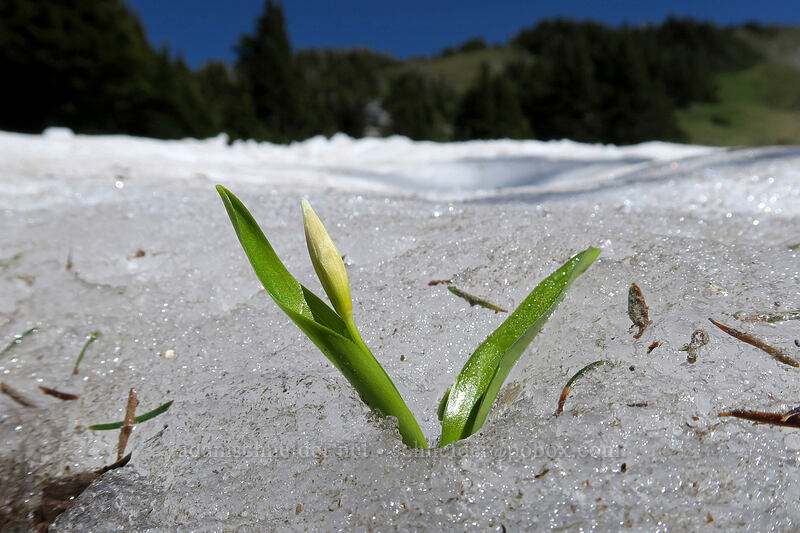 avalanche lily growing through snow (Erythronium montanum) [McNeil Point Trail, Mt. Hood Wilderness, Hood River County, Oregon]