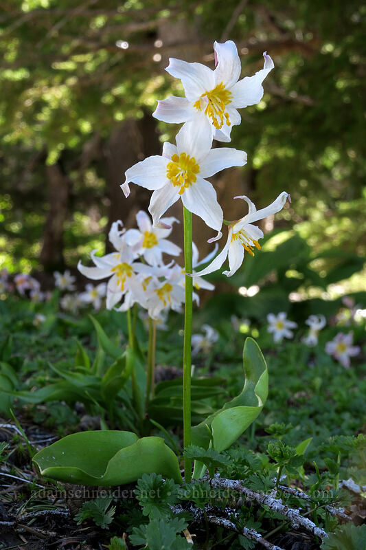 avalanche lilies (Erythronium montanum) [McNeil Point Trail, Mt. Hood Wilderness, Hood River County, Oregon]