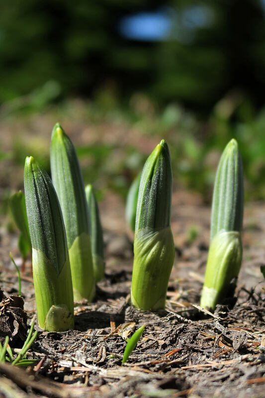 corn lily shoots (Veratrum viride var. eschscholzianum (Veratrum eschscholtzianum)) [McNeil Point Trail, Mt. Hood Wilderness, Hood River County, Oregon]