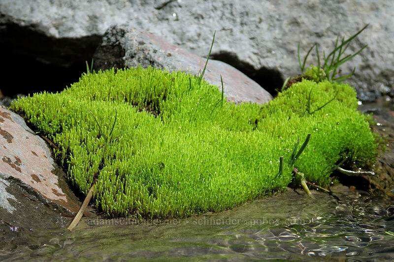 moss [Glisan Creek, Mt. Hood Wilderness, Hood River County, Oregon]