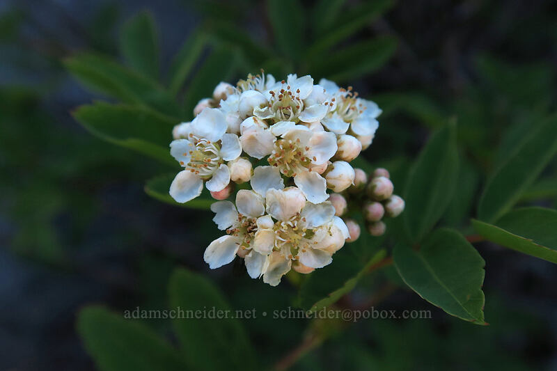 Sitka mountain-ash flowers (Sorbus sitchensis) [Timberline Trail, Mt. Hood Wilderness, Hood River County, Oregon]