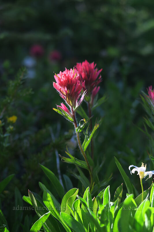 magenta paintbrush (Castilleja parviflora var. oreopola) [Timberline Trail, Mt. Hood Wilderness, Hood River County, Oregon]