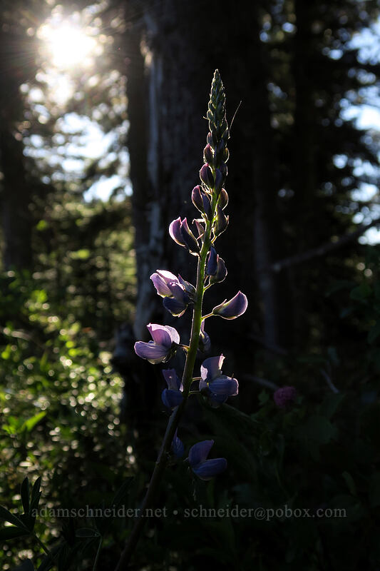lupine (Lupinus latifolius) [Timberline Trail, Mt. Hood Wilderness, Hood River County, Oregon]